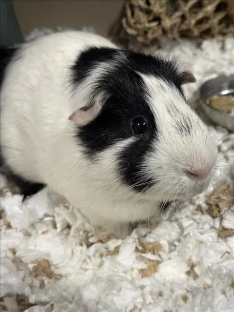 Theodore
