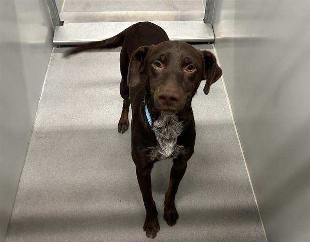 Adoptable Dog