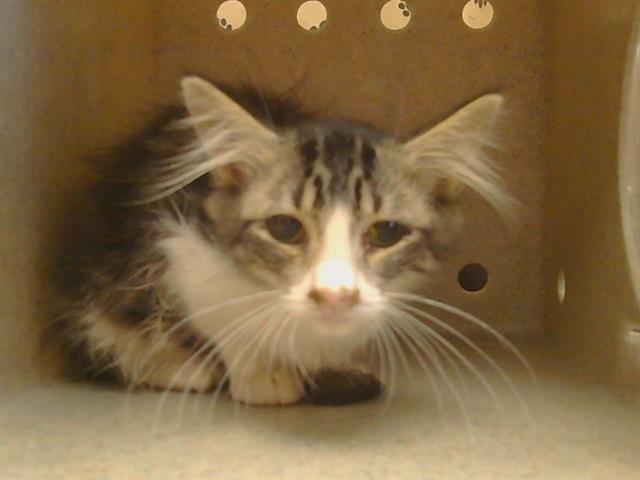 Adoptable Cat