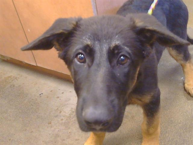Adoptable Dog