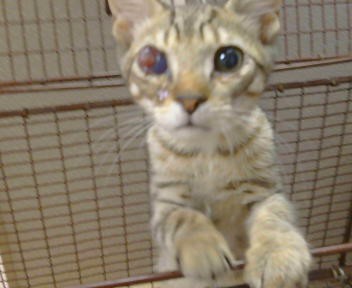 Adoptable Cat