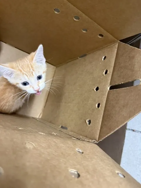 Adoptable Cat