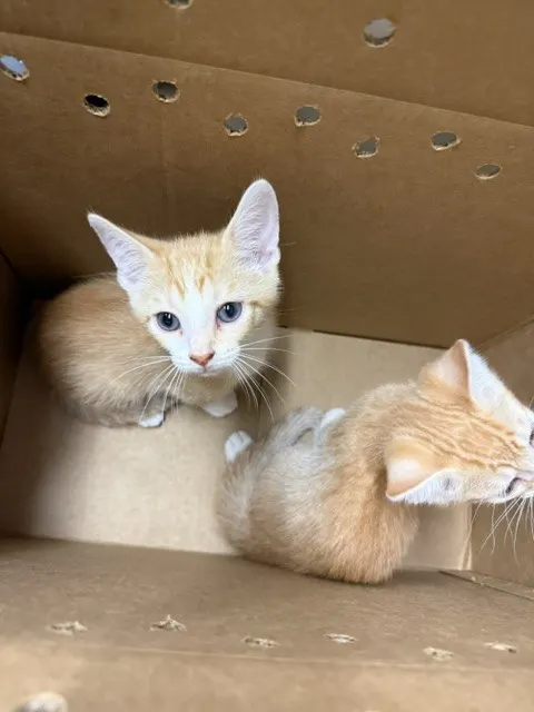 Adoptable Cat