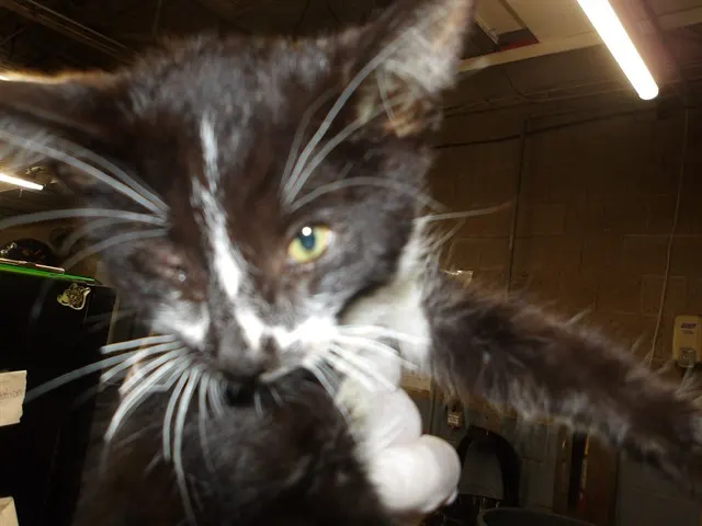 Adoptable Cat