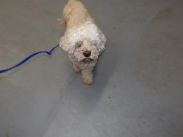 Adoptable Dog