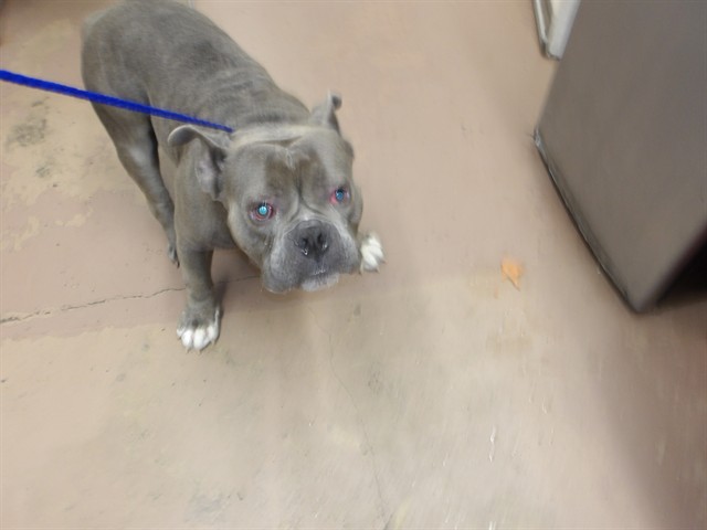 Adoptable Dog