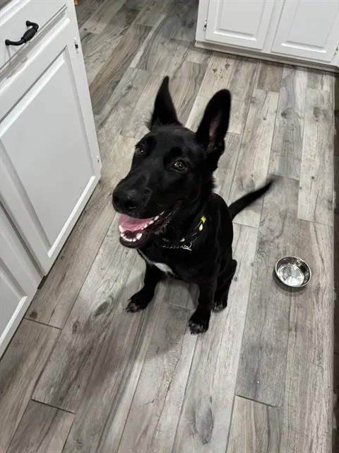Otto