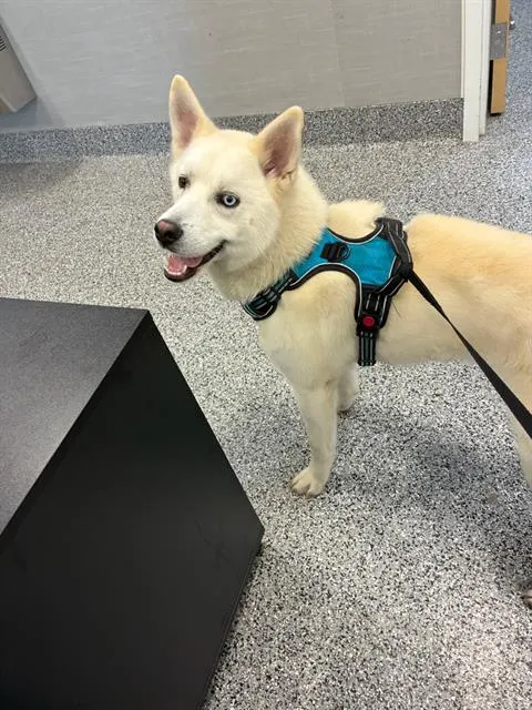 Adoptable Dog