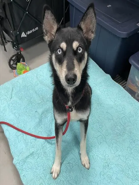 Adoptable Dog