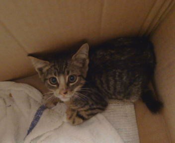 Adoptable Cat
