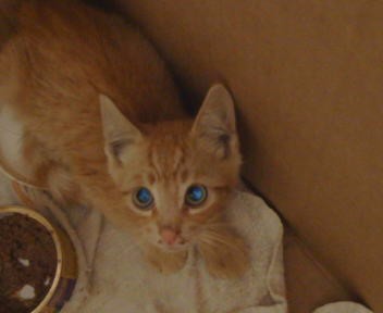 Adoptable Cat