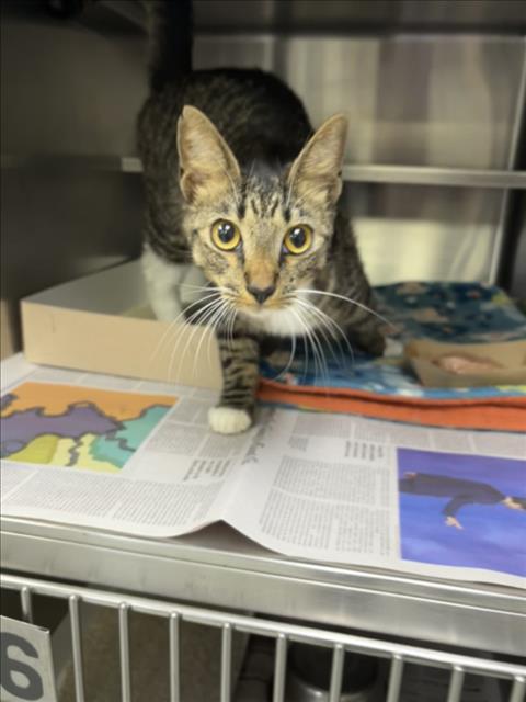 Adoptable Cat