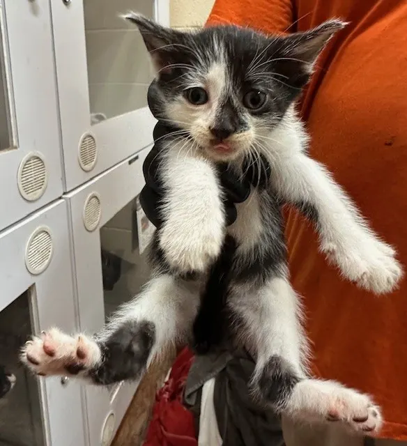 Adoptable Cat
