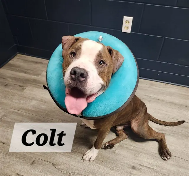 Colt