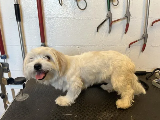 Adoptable Dog