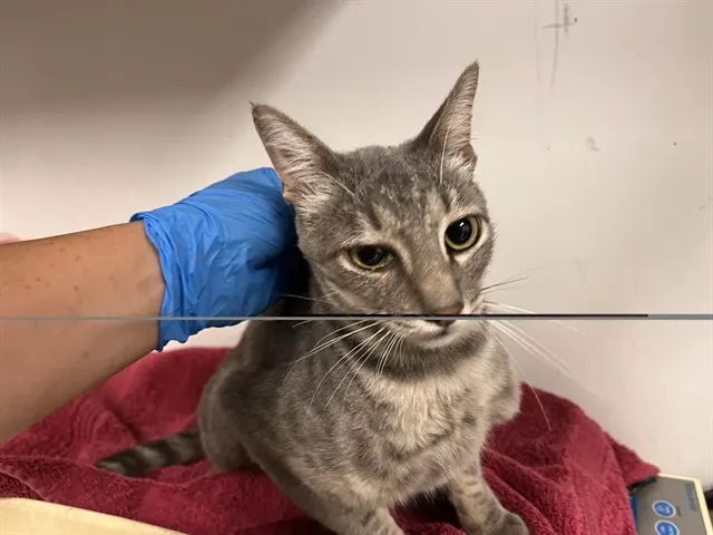 Adoptable Cat
