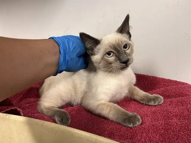 Adoptable Cat