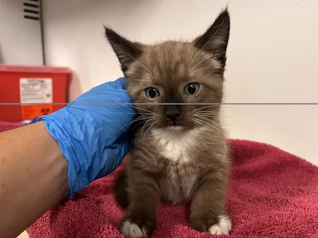 Adoptable Cat