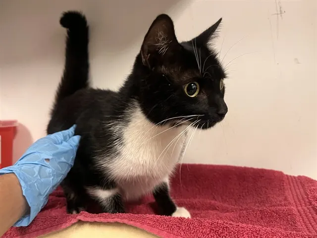 Adoptable Cat
