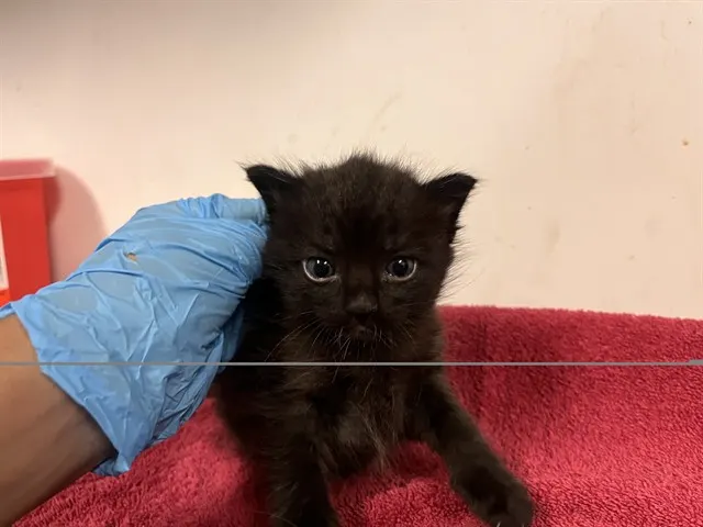 Adoptable Cat