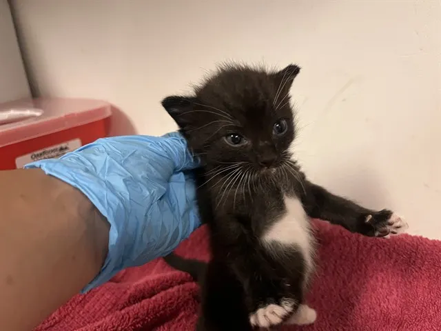 Adoptable Cat