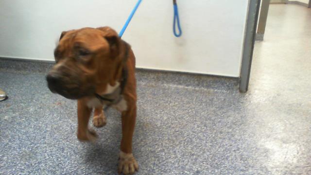 Adoptable Dog