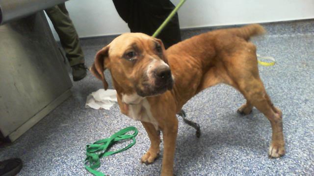 Adoptable Dog