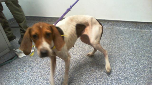 Adoptable Dog