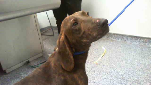 Adoptable Dog