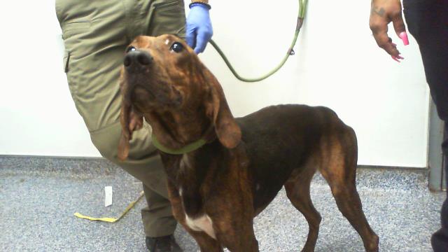 Adoptable Dog