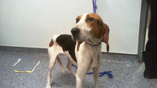 Adoptable Dog