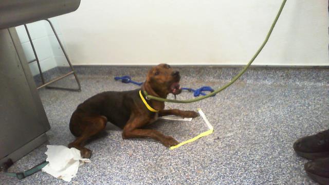 Adoptable Dog