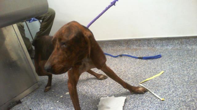 Adoptable Dog