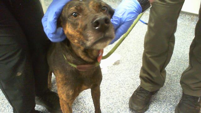 Adoptable Dog