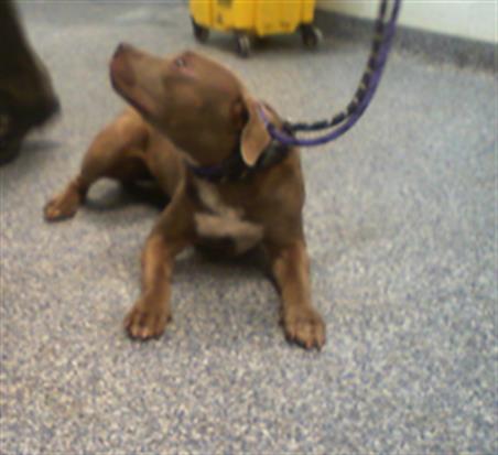 Adoptable Dog
