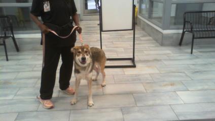Adoptable Dog