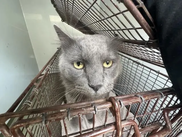 Adoptable Cat