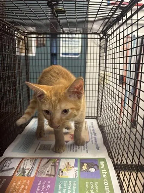 Adoptable Cat