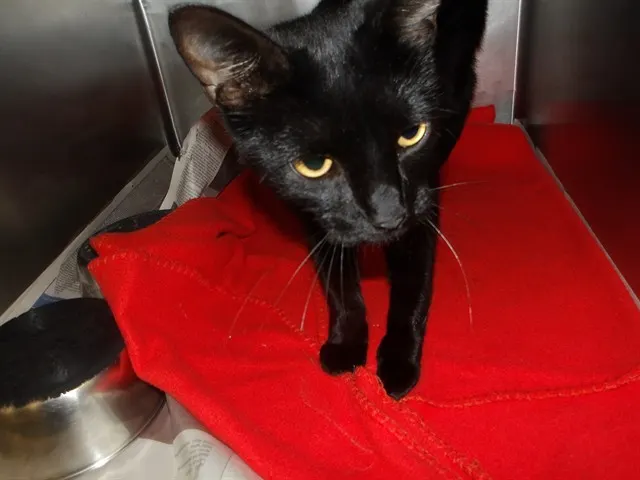 Adoptable Cat