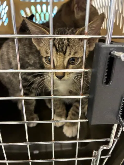 Adoptable Cat