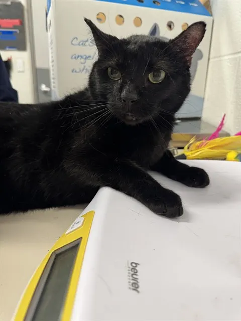 Adoptable Cat