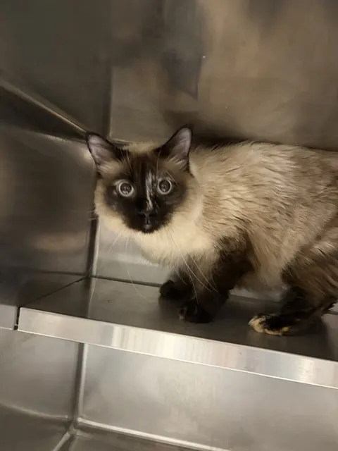 Margot