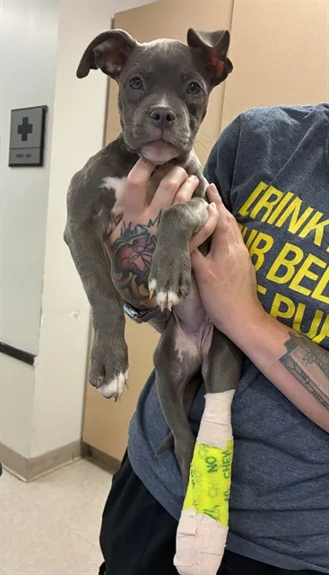 Bitty