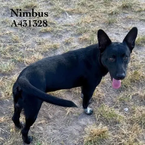 Nimbus