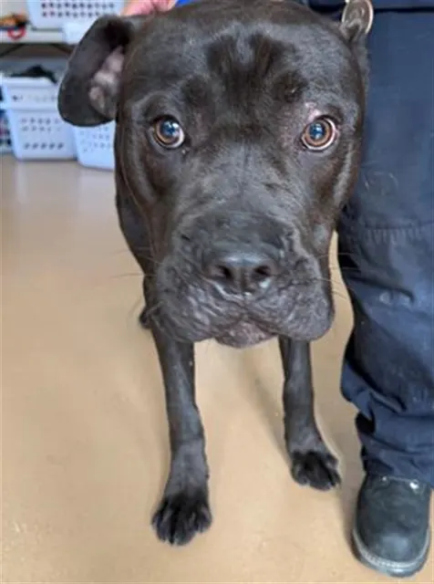 Adoptable Dog