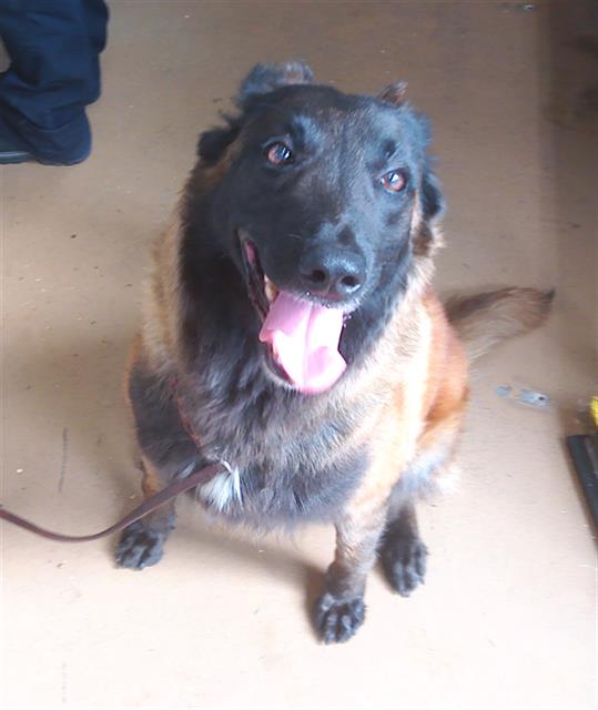 Adoptable Dog
