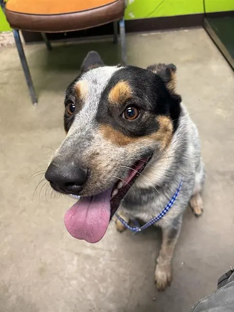 Otis
