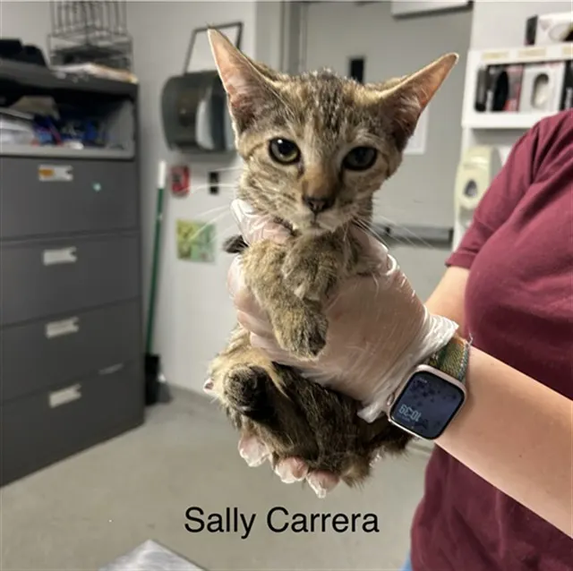 Sally Carrera
