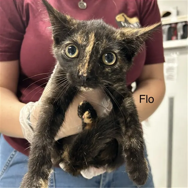 Flo