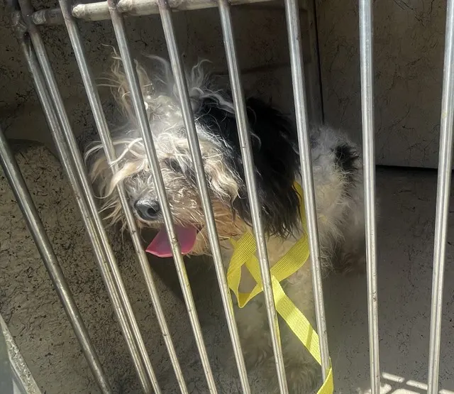 Adoptable Dog